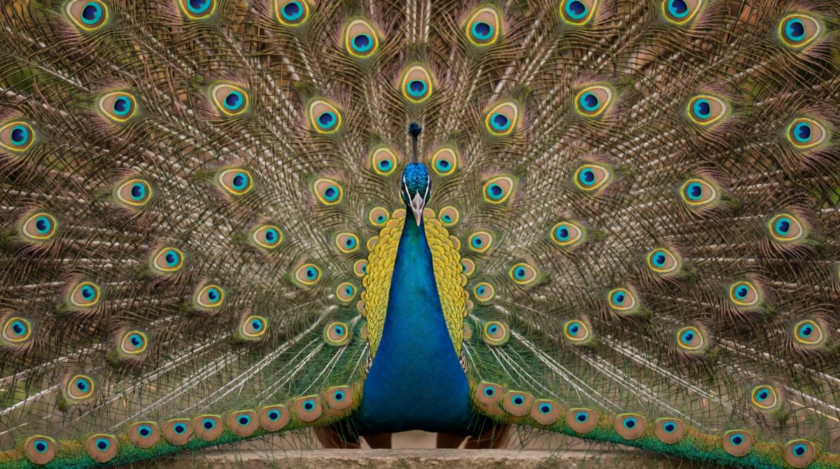 A peacock's display helps attract a mate
