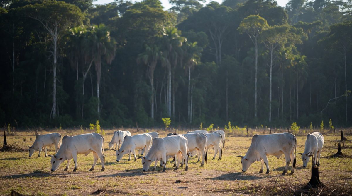 Cattle ranching is a major cause of deforestation