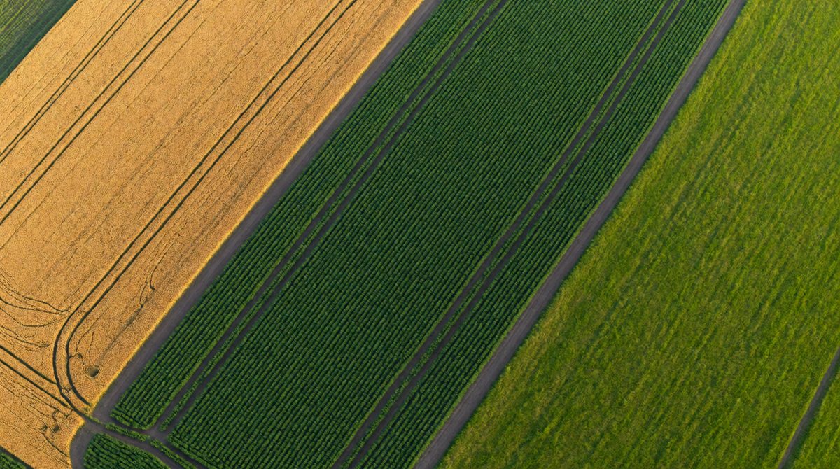 Crop rotation changes what grows in each field each year