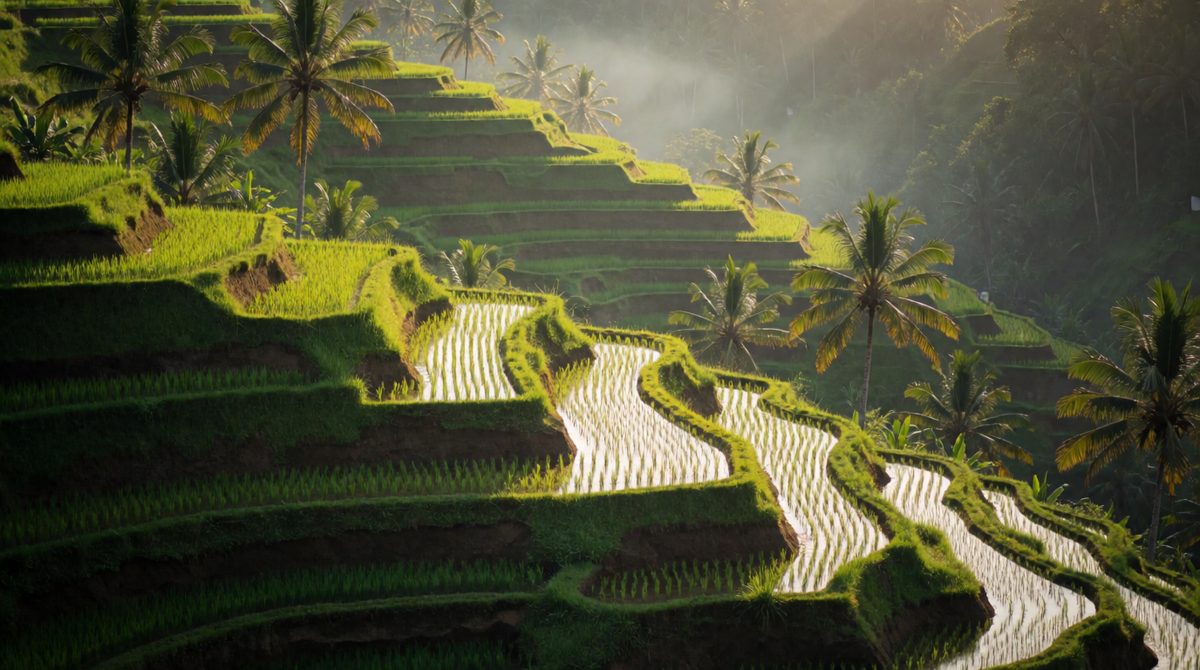 Terraces stop soil being washed down slopes