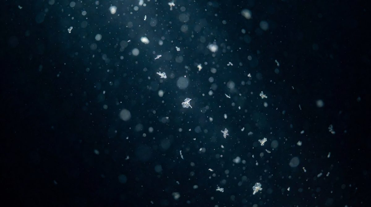 Bacteria, plankton and animals recycle nutrients