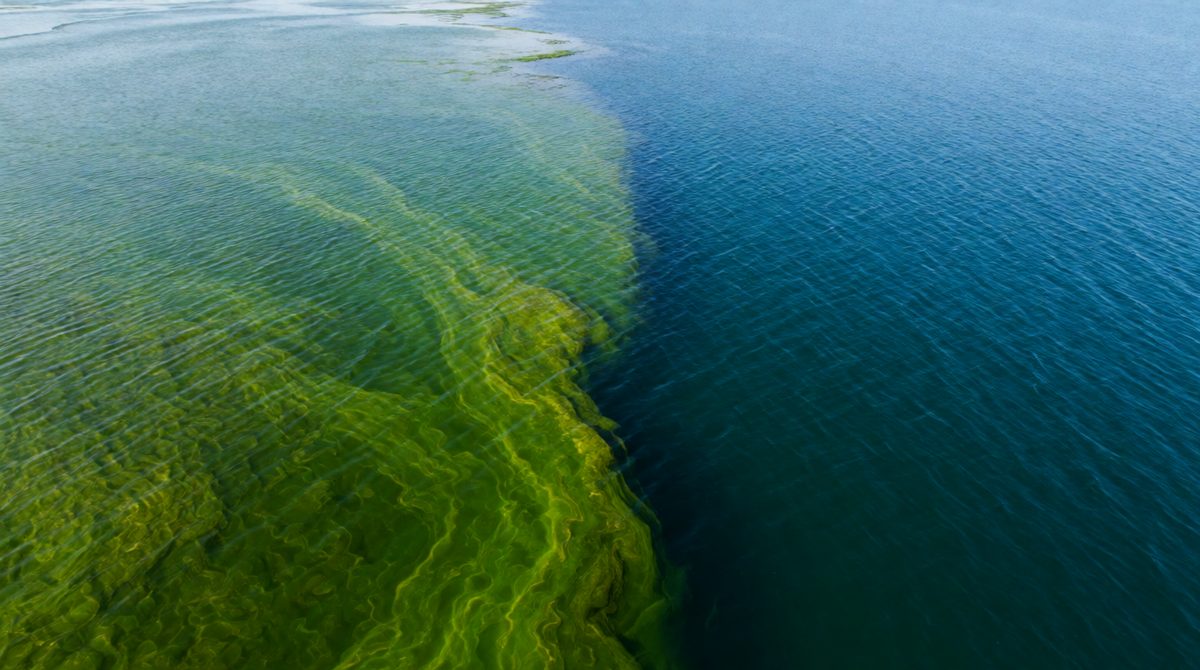Coastal seas are more productive than the open ocean