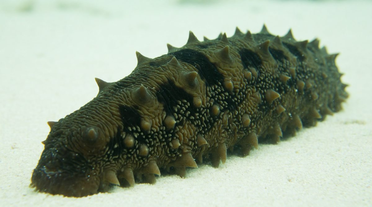 Crabs and sea cucumbers clean up the seabed