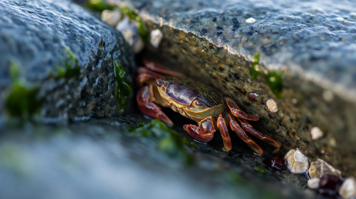 A habitat is where an organism lives