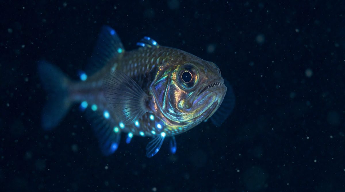 Twilight zone animals are adapted to dim light