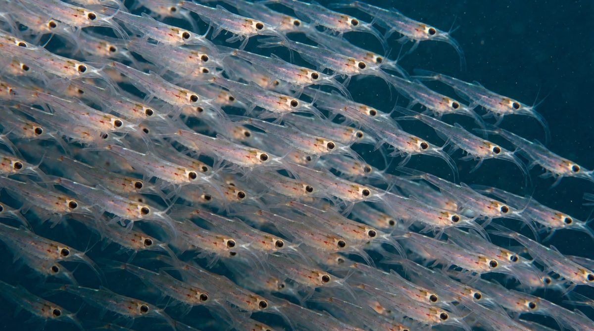 Copepods and krill are zooplankton