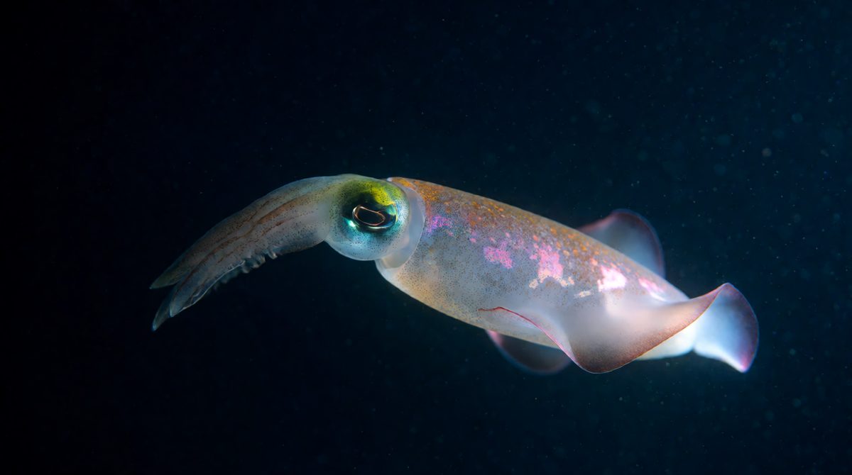 Many species take part in vertical migration