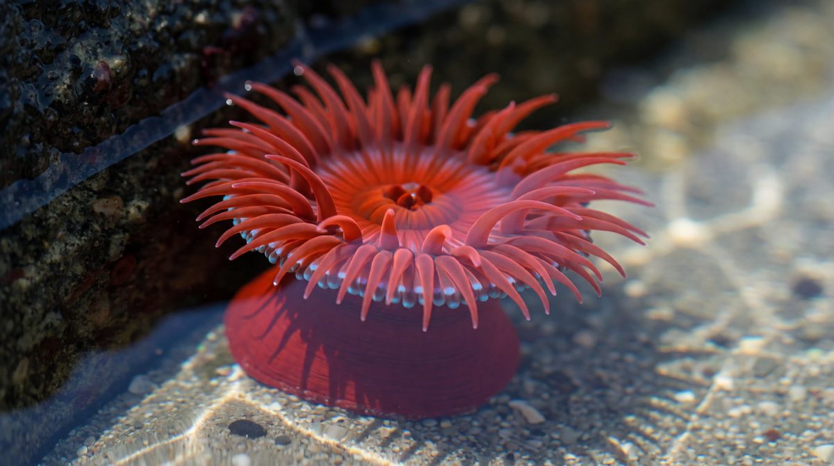 Sea anemones have stinging tentacles
