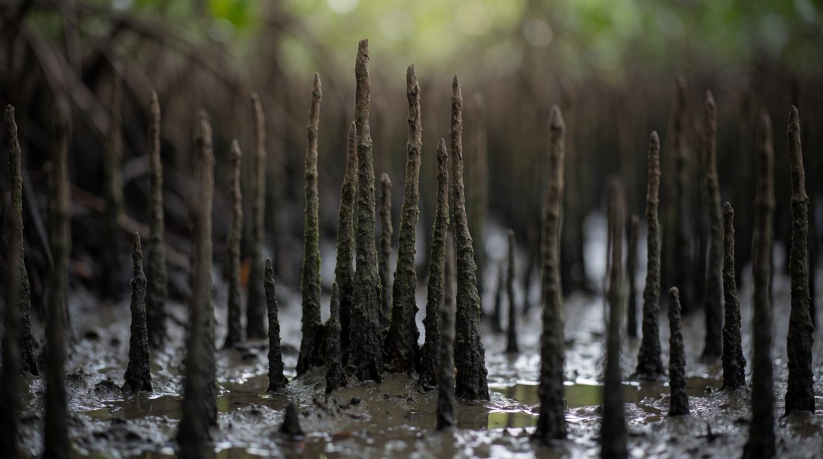 Some mangroves have breathing roots