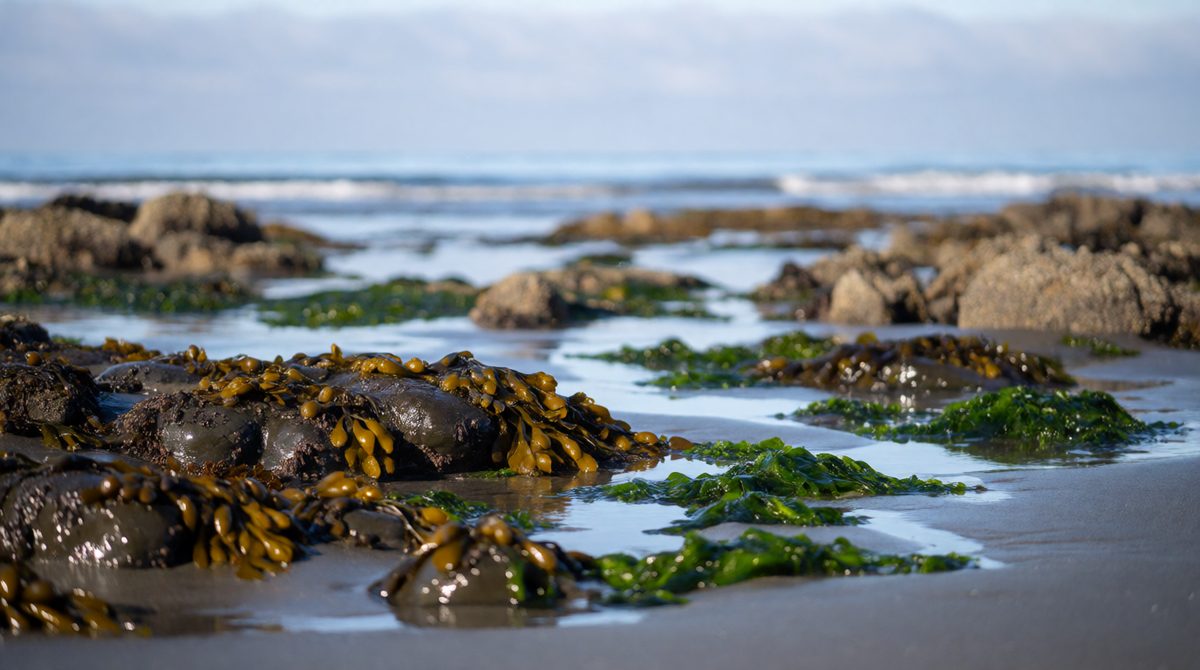 Spring tides bring extra high and low tides