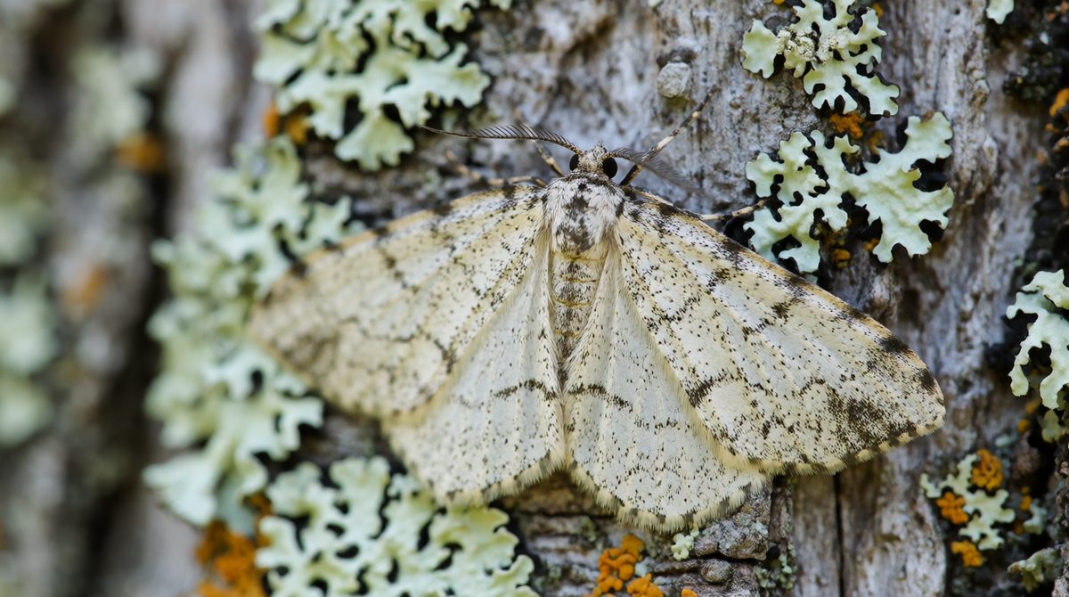 Peppered moths are a classic example of natural selection