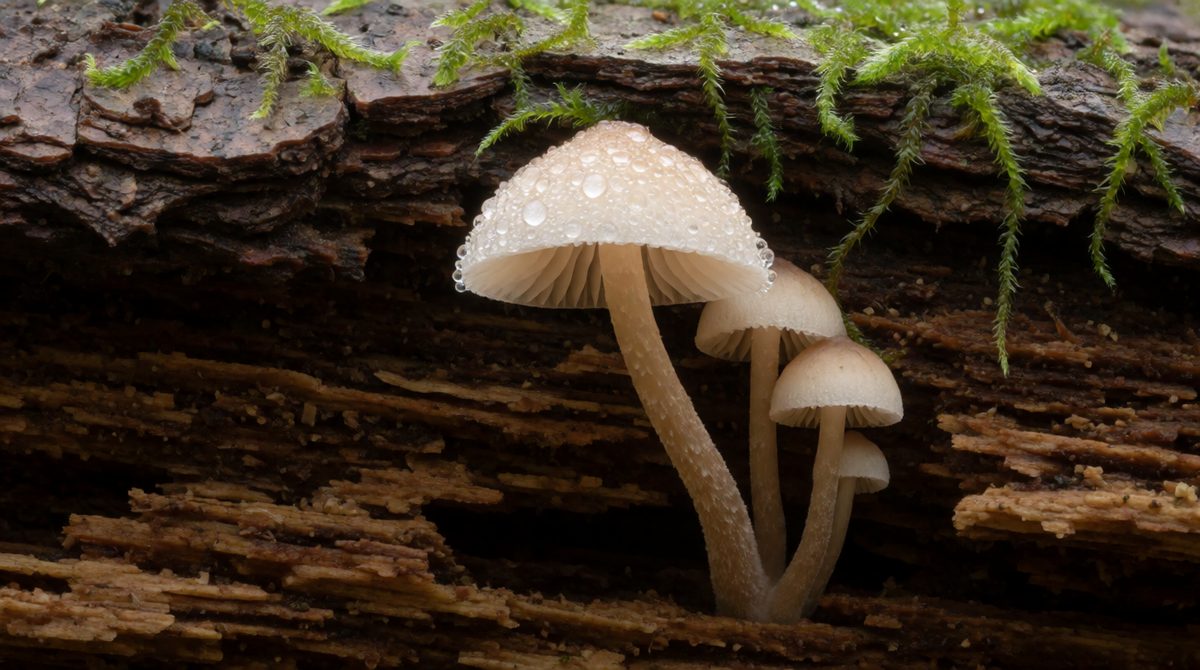 Fungi break down dead material
