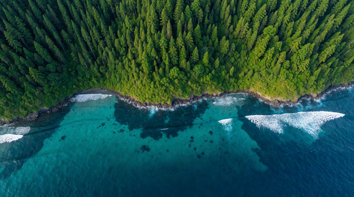 Forests and oceans are huge carbon stores