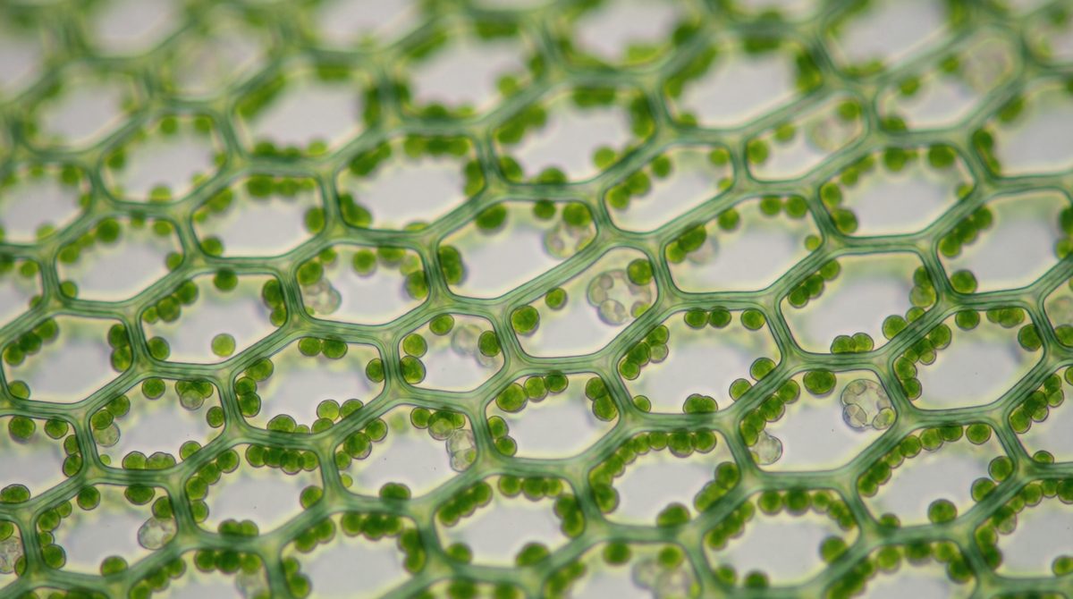 Plant cells have cell walls and chloroplasts