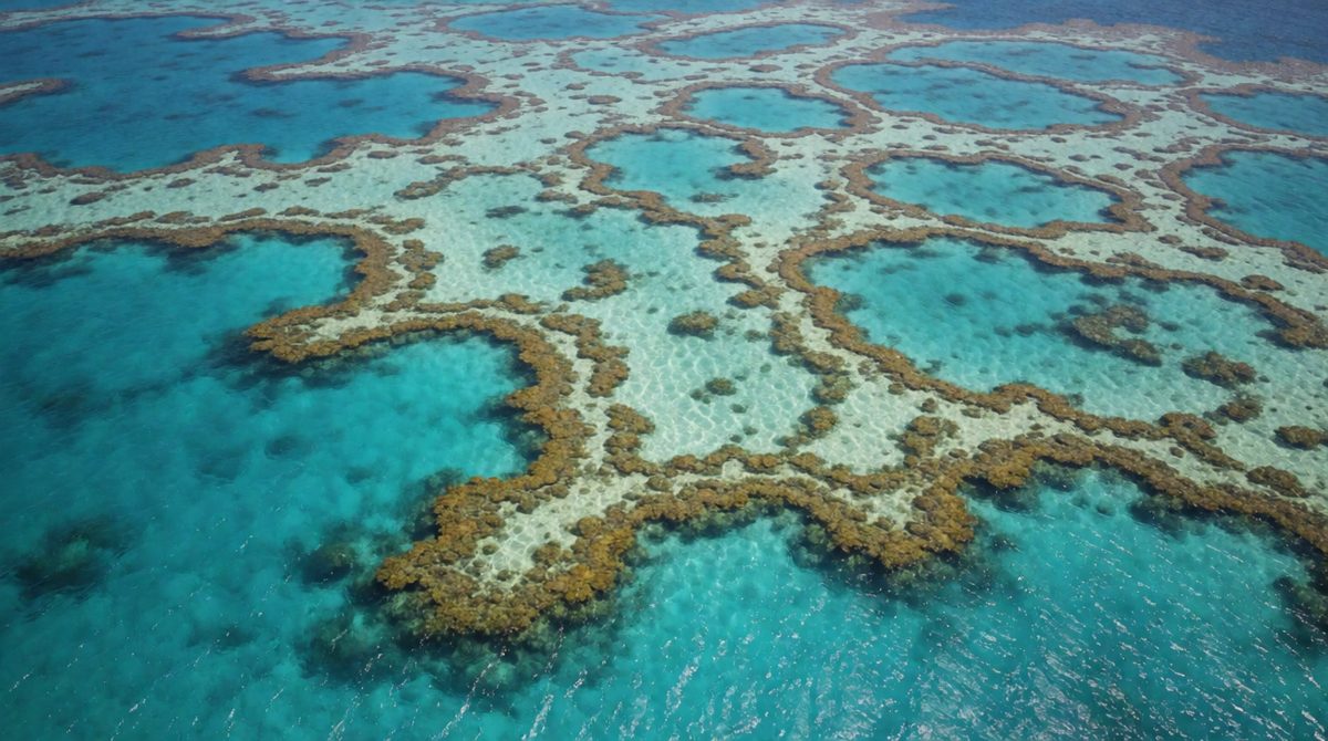 The Great Barrier Reef is the world's largest reef system