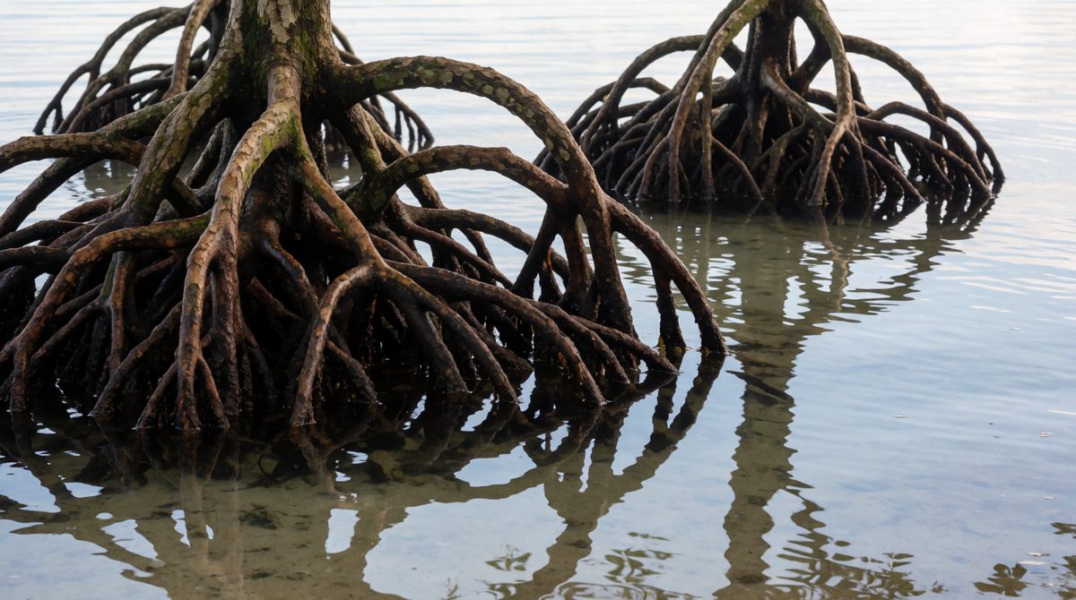 Mangroves are adapted to salty, muddy coasts